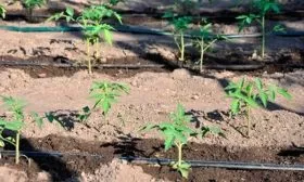 Полив и прополка почвы