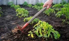 Полив и прополка почвы