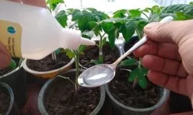 Полив, подкормка и закаливание