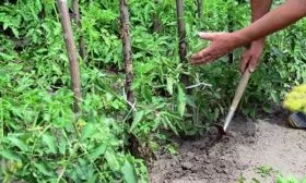 Полив, прополка