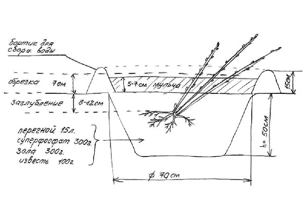 Посадка смородины