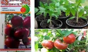 posadka-tomata-chernyj-princ