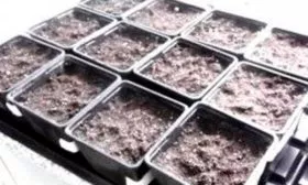 Посев на рассаду