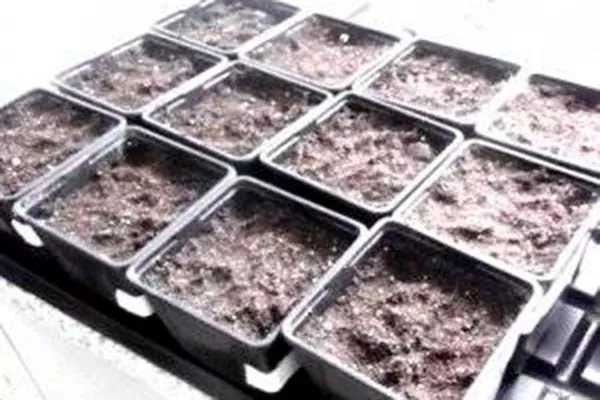 Посев на рассаду