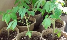 Посев семенного материала