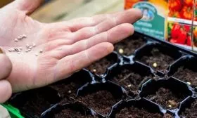 Посев семян