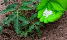 Последовательность внесения подкормок