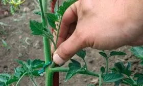 пасынкование