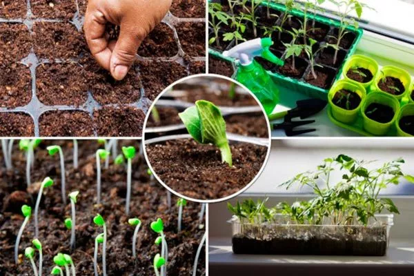 Правила посева