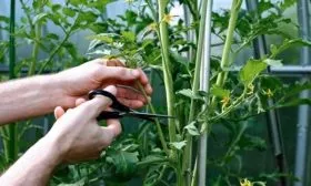 Правила ухода