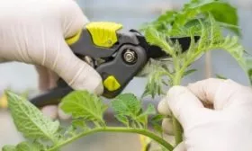 Размножение