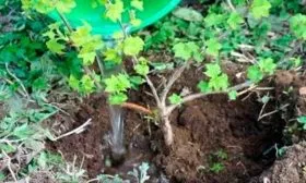 Регулярность орошения посадок