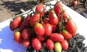 Розовый изюм