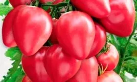 Розовый томат