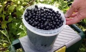 Сбор урожая и его хранение