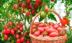 Сбор урожая и сохранность