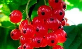 smorodina-krasnaya-uralskaya-krasavica