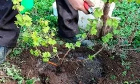 Смородина Обильная посадка