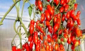 Созревание и плодоношение