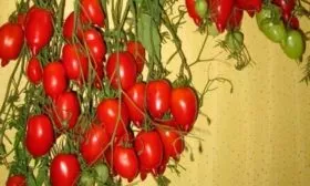 Созревание, плодоношение и продуктивность