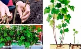 Способы размножения