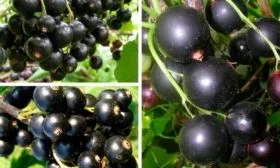 Способы размножения