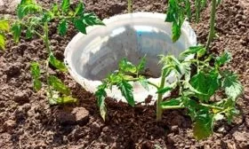 Сроки и правила посадки