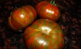 Сроки созревания