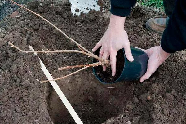 Технология высадки смородины