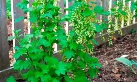 Уход и выращивание