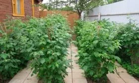 Уход и выращивание