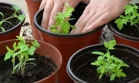 Уход за рассадой