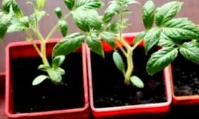 Уход за растущими томатами, пикировка и закаливание