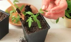 Уход за всходами