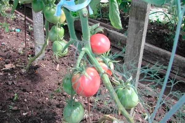 Условия для проращивания