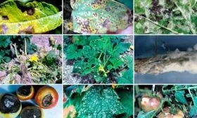 Устойчивость и защита от болезней и вредителей