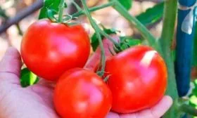 В каких регионах лучше выращивать