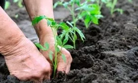 В открытый грунт