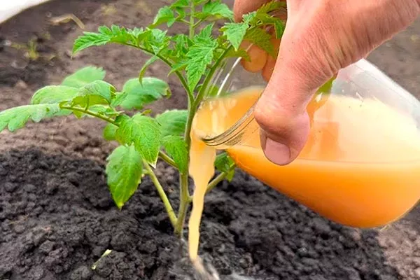 Внесение подкормок