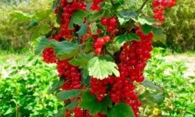 Внешний вид кустарника