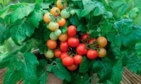 Внешний вид кустарника