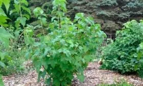 Внешний вид кустарника и описание ягод