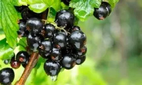 Внешний вид кустарника и описание ягод1