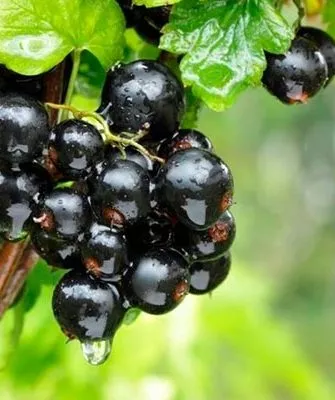 Внешний вид кустарника и описание ягод1