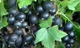 Внешний вид кустарника, ягод, вкус