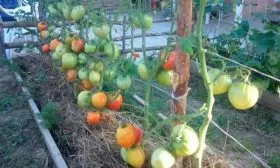 Внешний вид растения