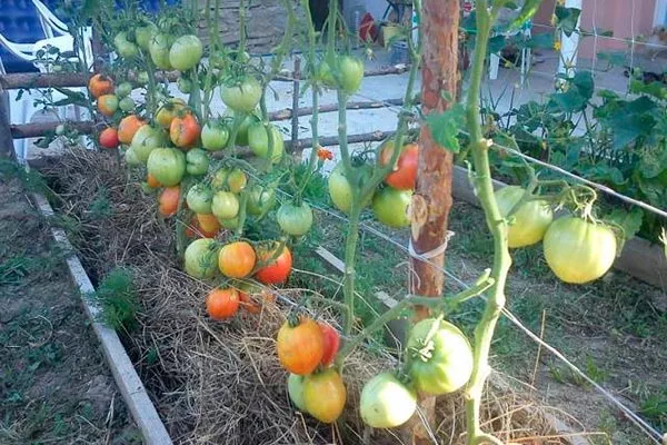 Внешний вид растения