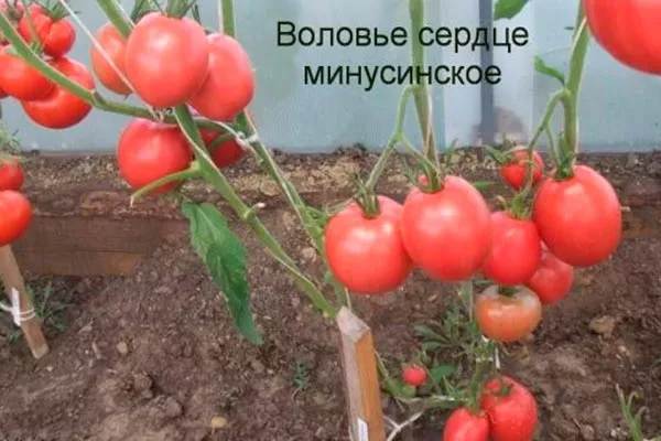 Воловье сердце Минусинское