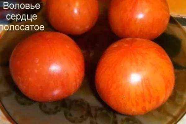 Воловье сердце полосатое