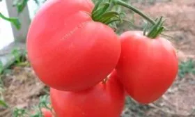 Воловье сердце розовое